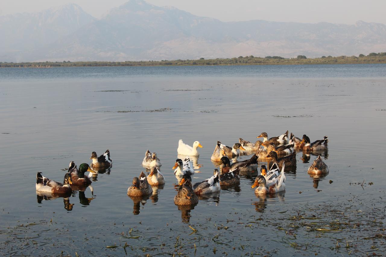 Hotel Shkodra Lake Shirokë Exterior foto
